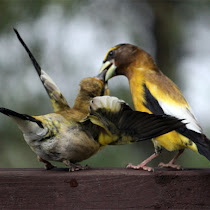 Northern Ontario Wildlife