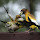 Northern Ontario Wildlife