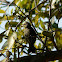 Yellow-Eyed Canary