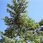 European Mistletoe