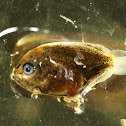 Rodabalo (gl), Rodaballo (es), Turbot (uk)