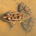 Southern Leopard Frog