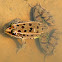 Southern Leopard Frog