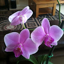 Moth Orchid