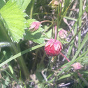 Wild strawberries