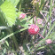 Wild strawberries