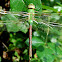 Common Green Darner