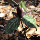Toadshade Trillium
