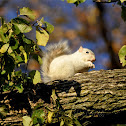 White Squirrel