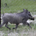 Warthog