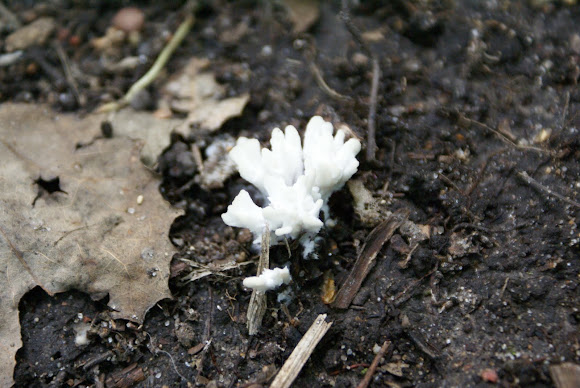 Spotting Image 1
