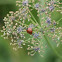 Seven-spotted Ladybug
