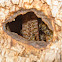 Honey bee hive