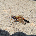 Ichneumon Wasp