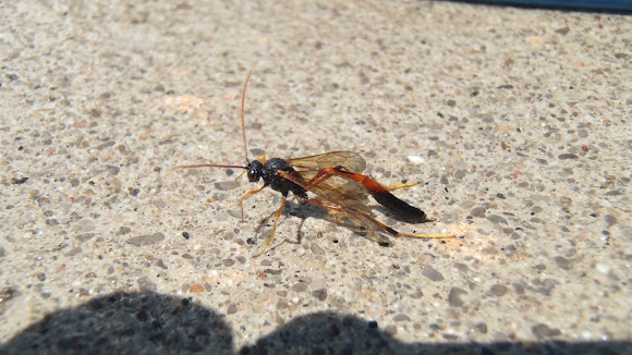 Spotting Image 1