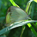 Great Southern Whites(mating)