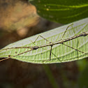 Insecto palo