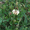 White Clover
