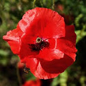 Red Poppy