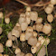 Coprinus disseminatus