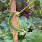 Green beans