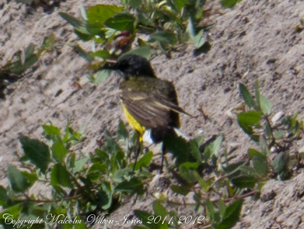 Spotting Image 1