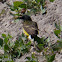 Black-headed Yellow Wagtail;