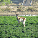 Pronghorn