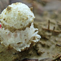 Fungi~