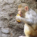 Rhesus macaque