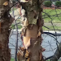 River Birch