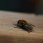 Narcissus bulb fly