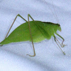 Lebendes Blatt Esperanza