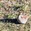 Song Sparrow