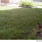 American Robin