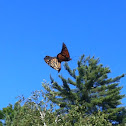 Mating monarch butterflies