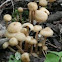Tufted Collybia
