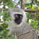 Vervet Monkey