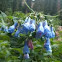 Mountain Bluebell