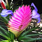 Bromelia