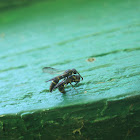 Ichneumon Wasp