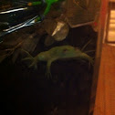 African Clawed Frog