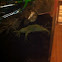African Clawed Frog