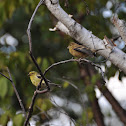American Goldfinch