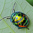 Arthropods of North East India