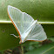 Crambid moth