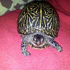 Ornate Box Turtle
