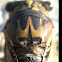 Cicada