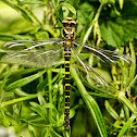 Golden-ringed Dragonfly