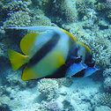 Red Sea Bannerfish